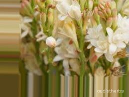 augmented_Polianthes tuberosa flower4_0_406.jpeg